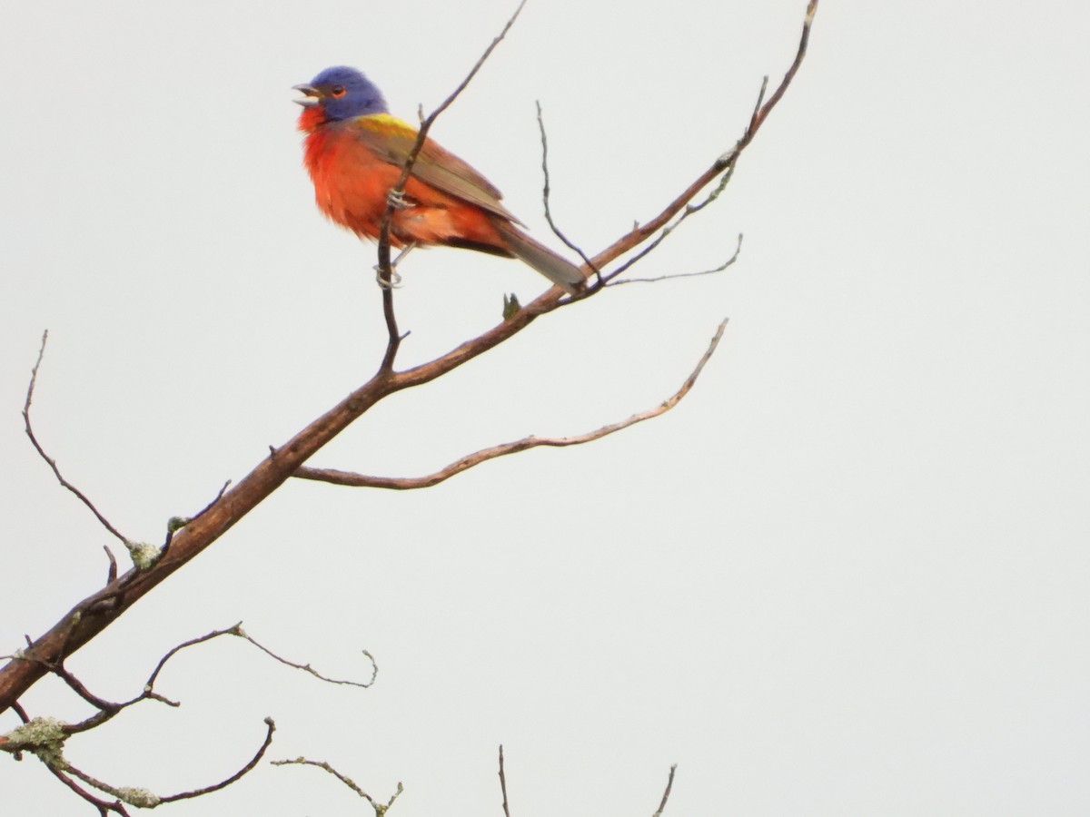 Painted Bunting - ML619949914