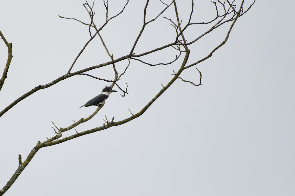 Belted Kingfisher - ML619949919