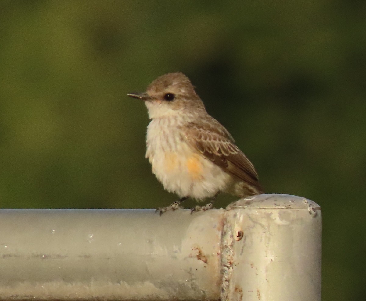 Vermilion Flycatcher - ML619949922