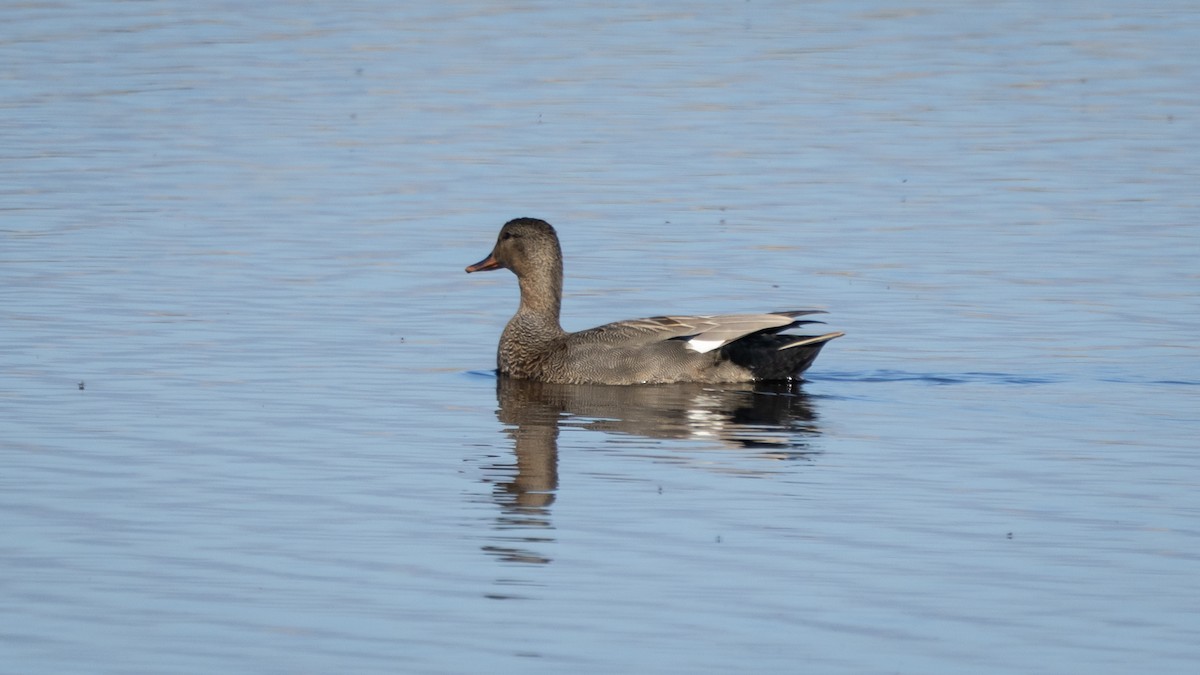 Canard chipeau (strepera) - ML619949923