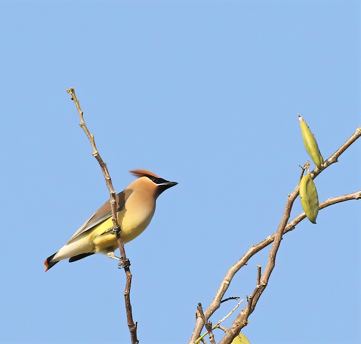 Cedar Waxwing - ML619949960