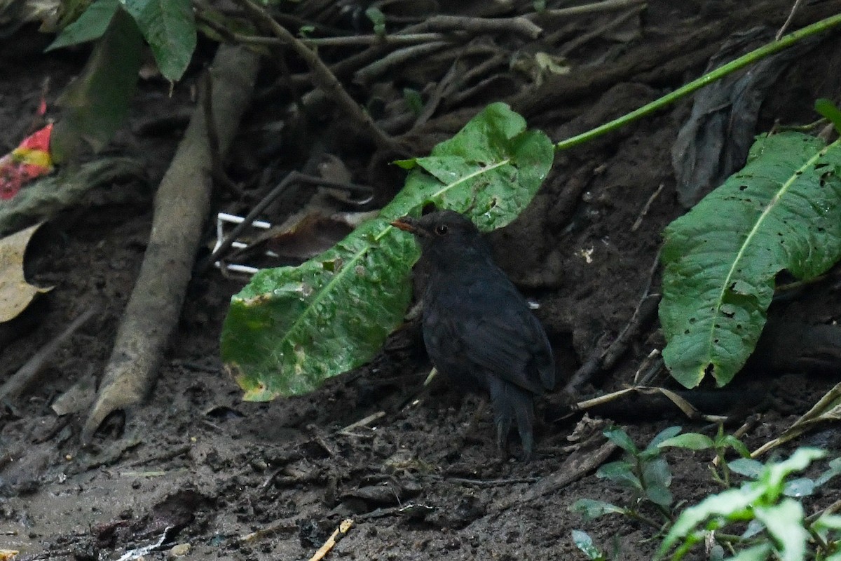 Indian Blackbird - ML619949963