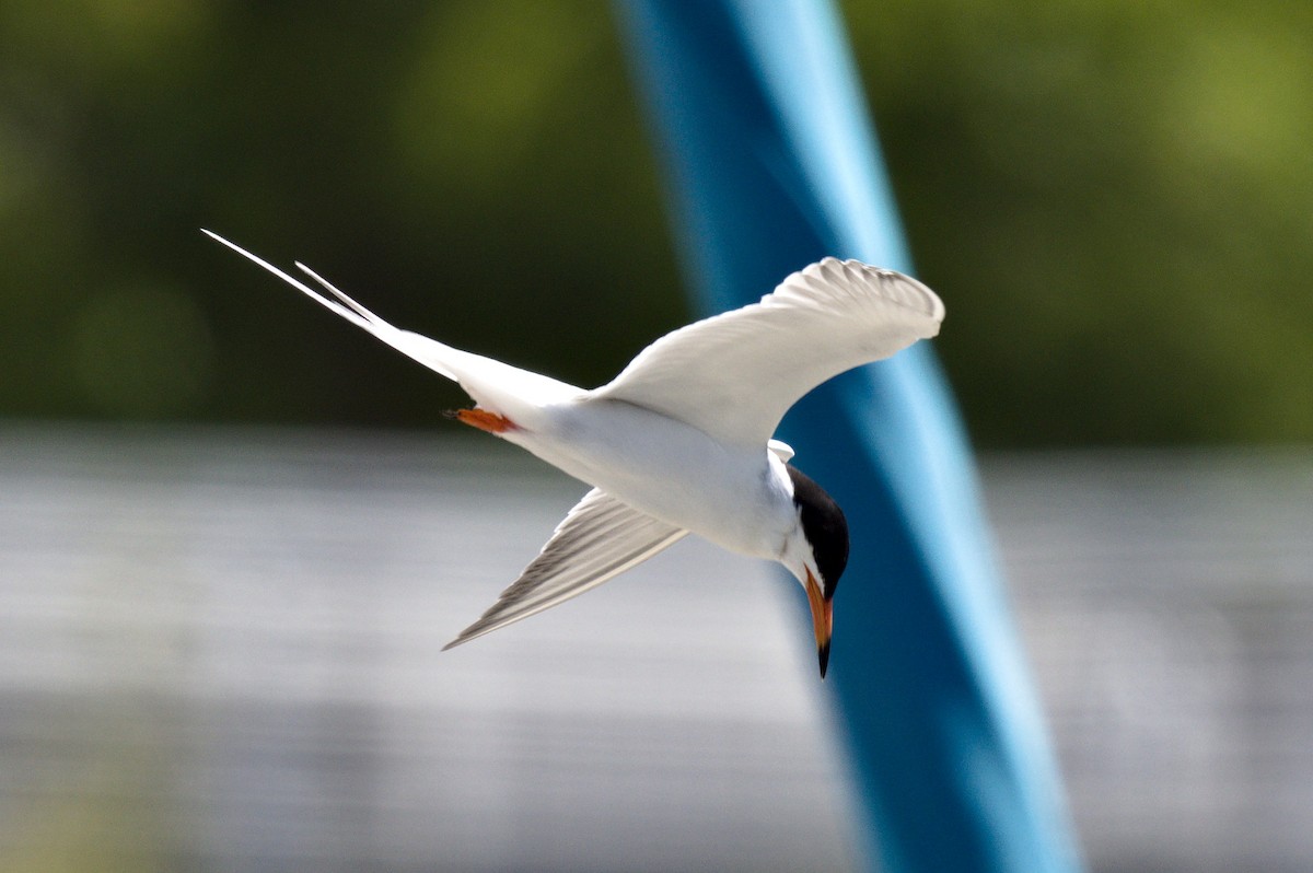 Forster's Tern - ML619949985