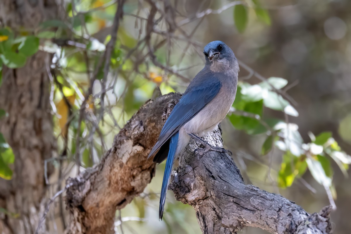 Mexican Jay - ML619950006