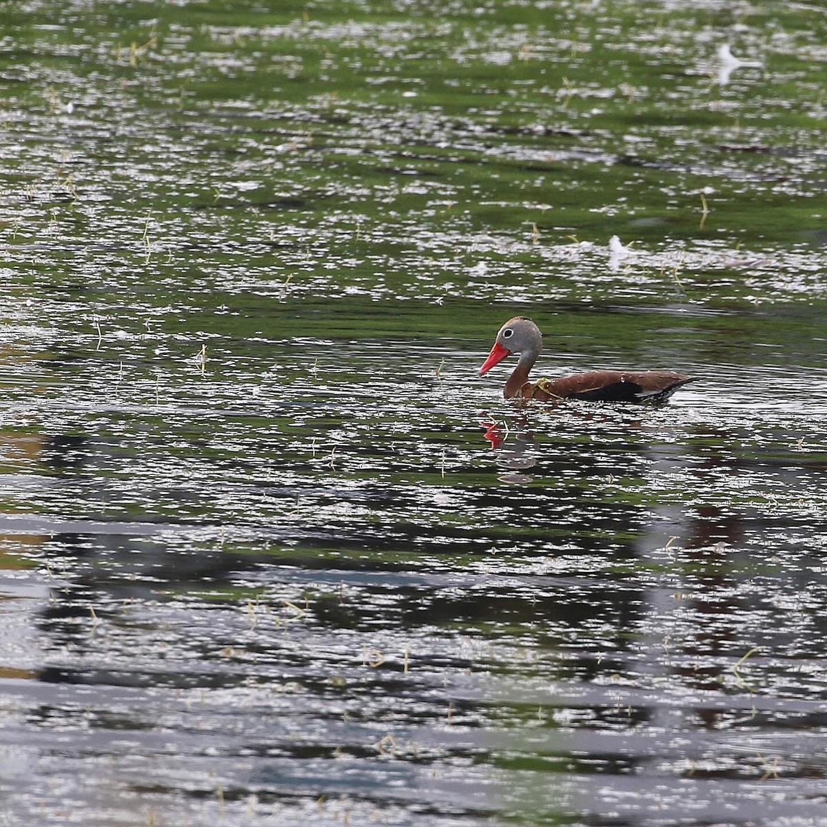 Dendrocygne à ventre noir - ML619950026