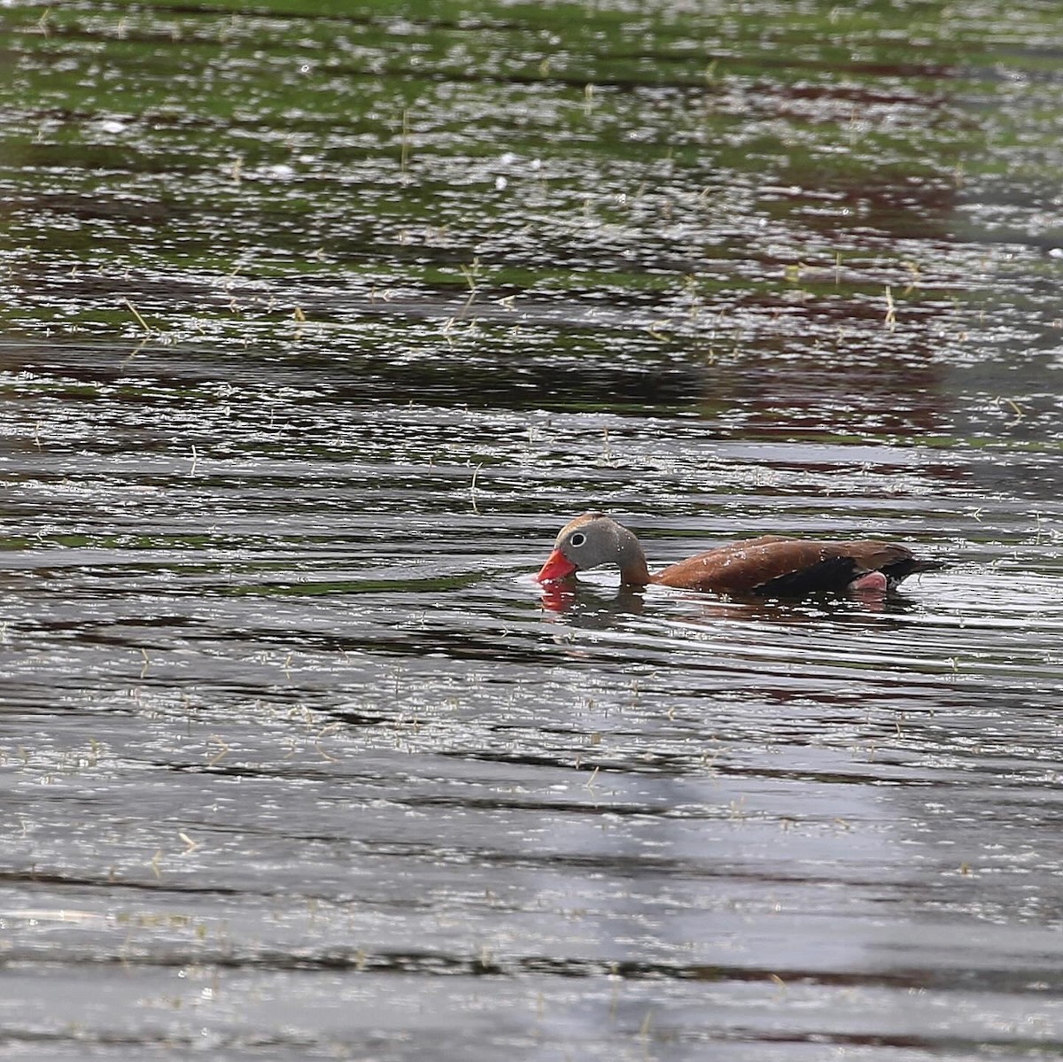 Black-bellied Whistling-Duck - ML619950027