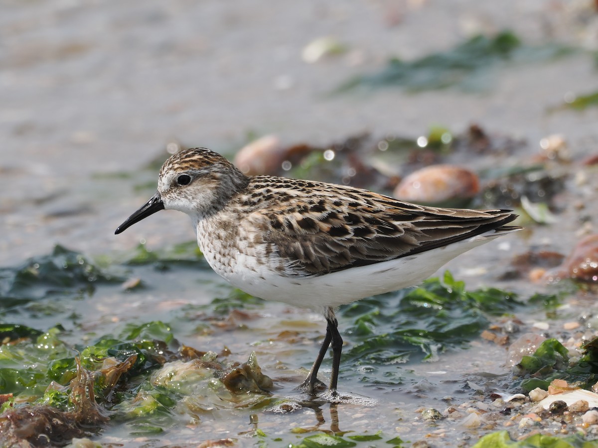 Semipalmated Sandpiper - ML619950034