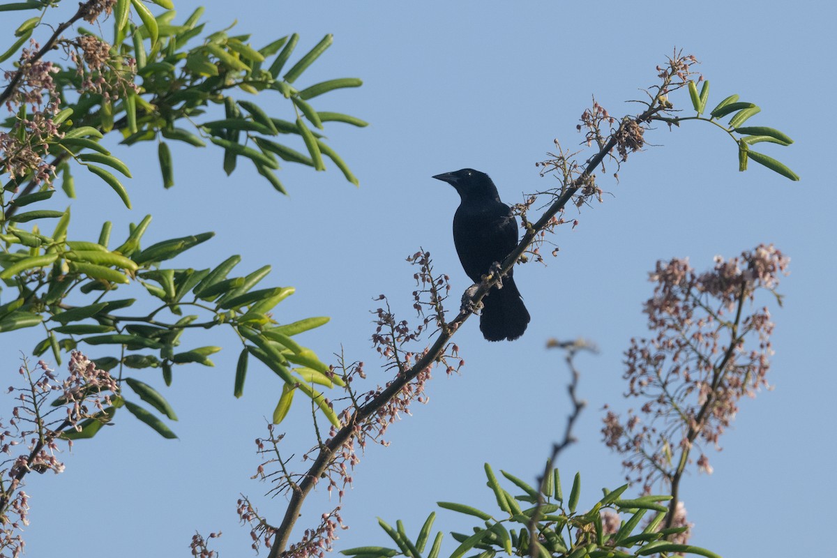 Melodious Blackbird - ML619950045