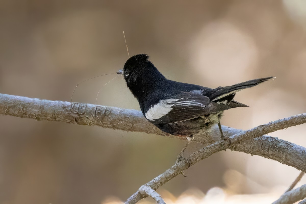 Painted Redstart - ML619950052