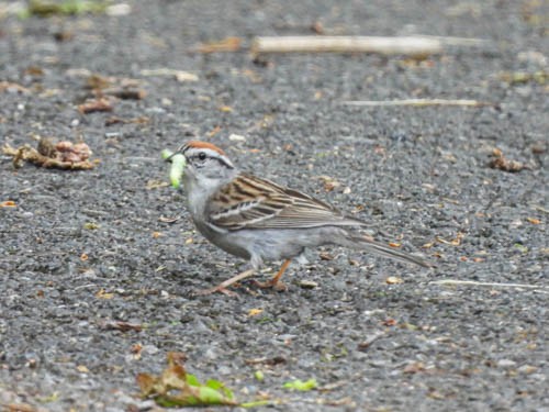 Chipping Sparrow - ML619950053