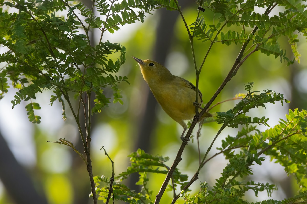 Yellow Warbler - ML619950057