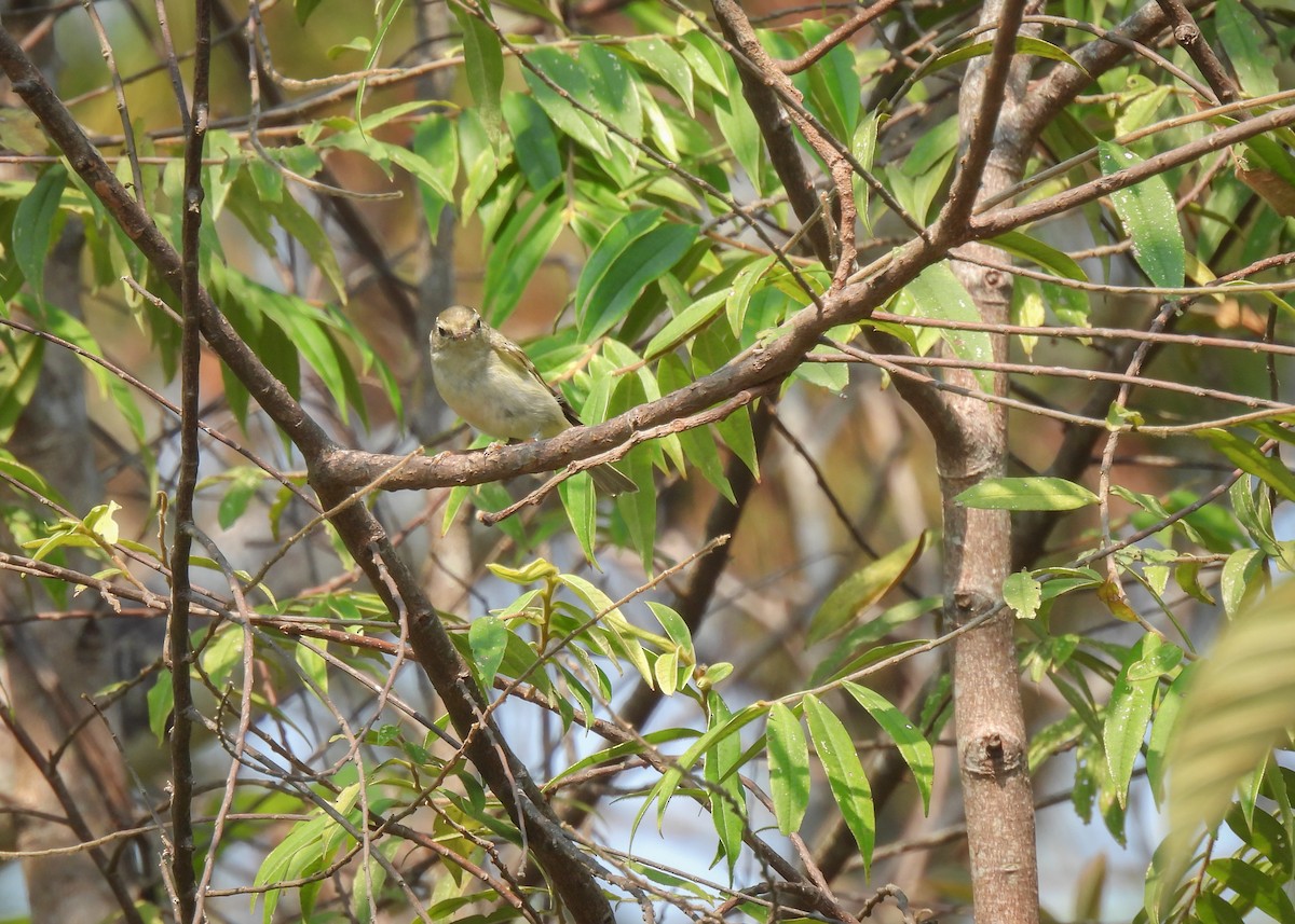 Mosquitero sp. - ML619950060