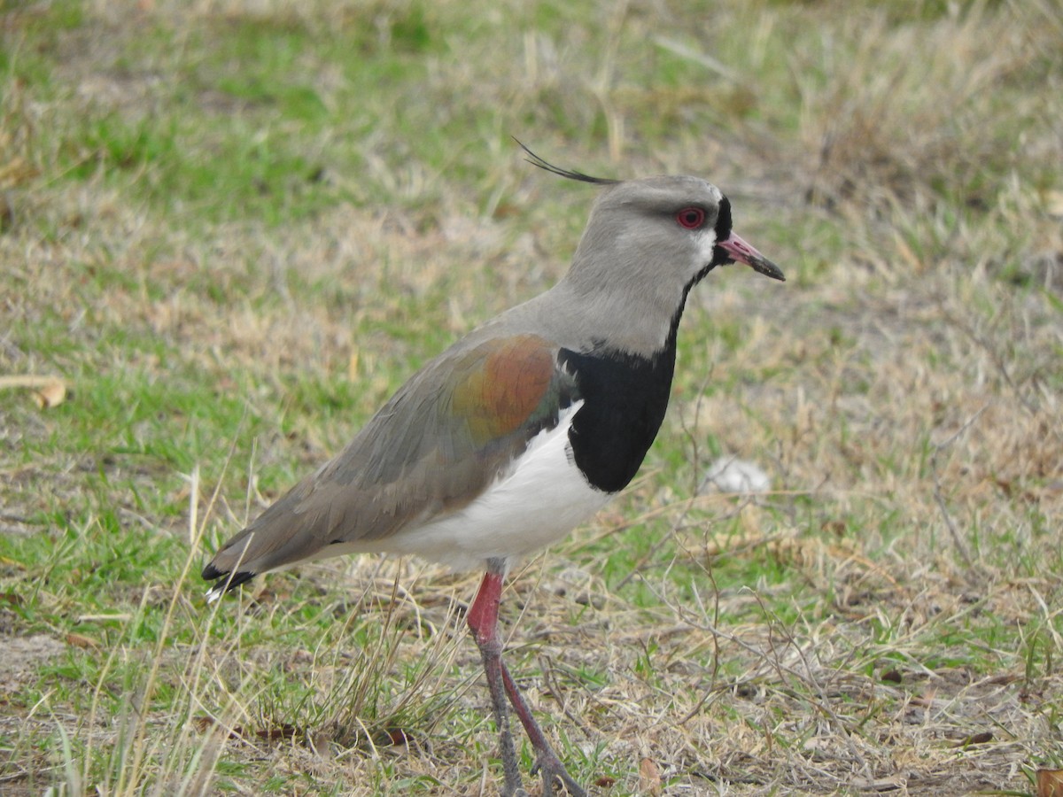 Southern Lapwing - ML619950063