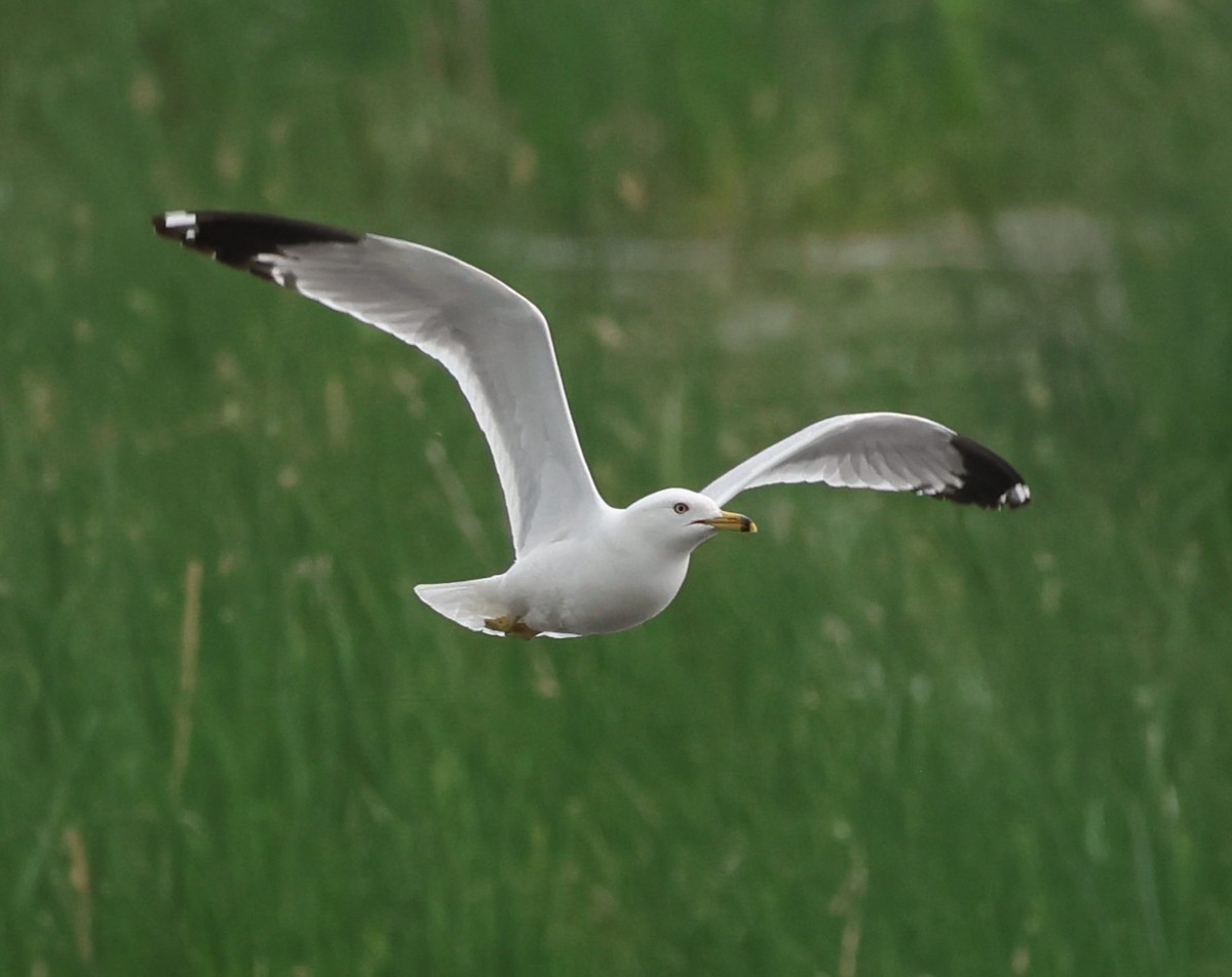 Ring-billed Gull - ML619950078