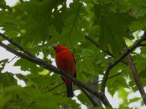 Scarlet Tanager - ML619950084