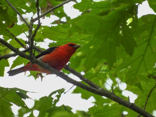 Scarlet Tanager - ML619950085