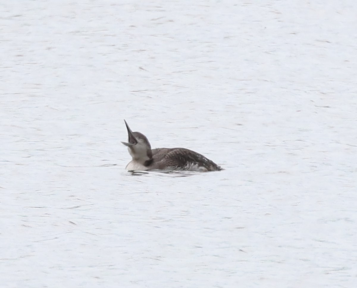 Common Loon - ML619950089