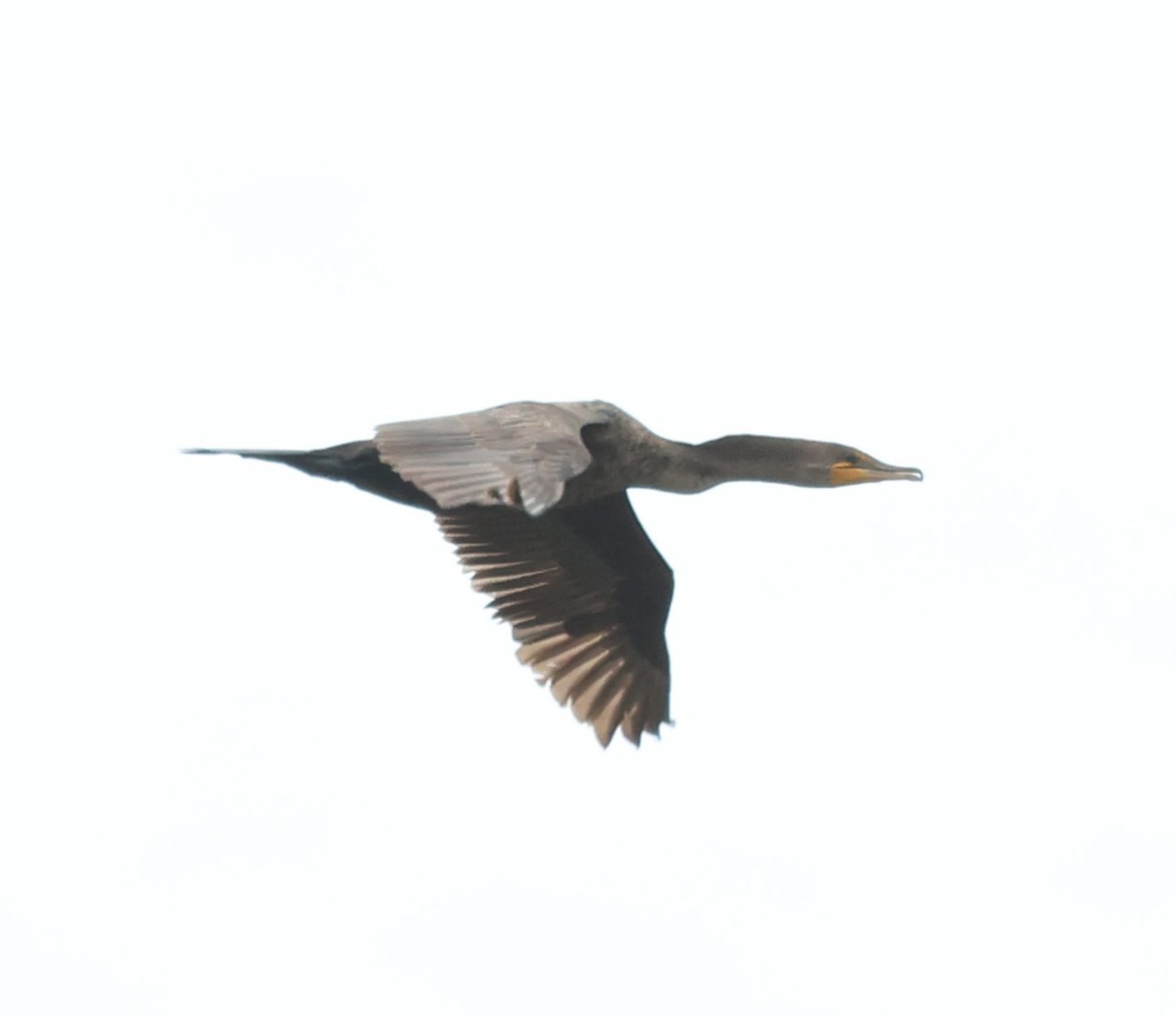 Double-crested Cormorant - ML619950093