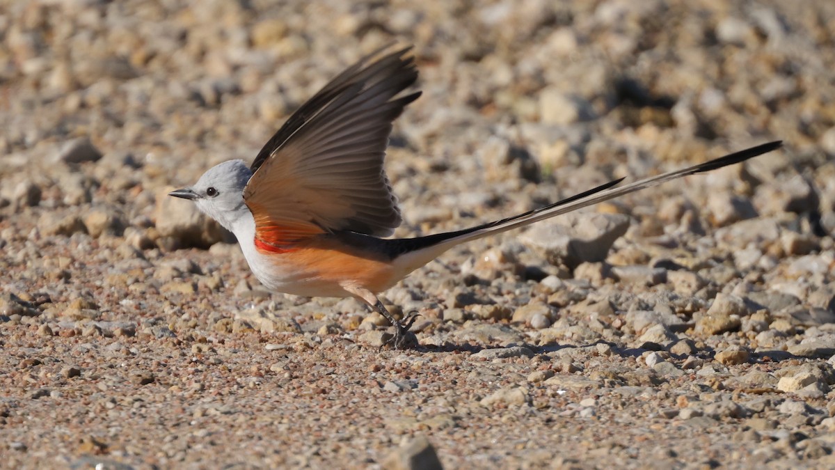 Scissor-tailed Flycatcher - ML619950097