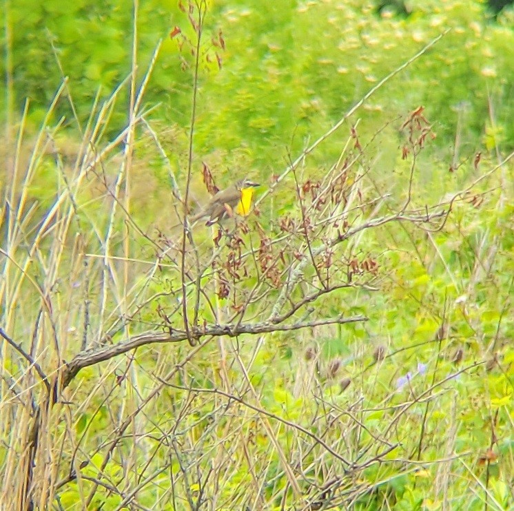 Yellow-breasted Chat - ML619950146