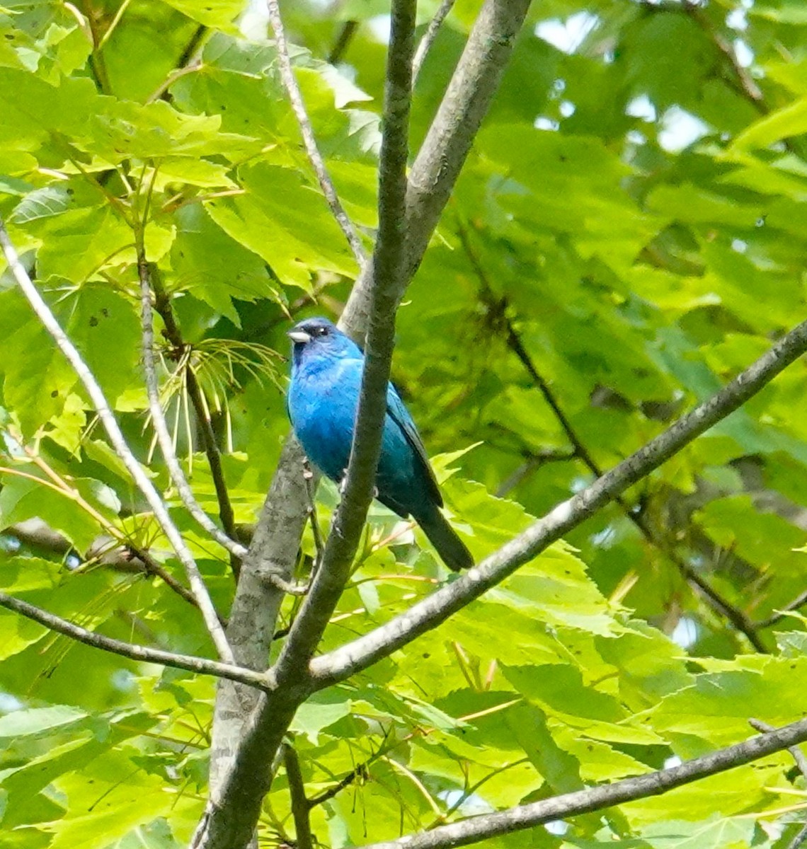 Indigo Bunting - ML619950157