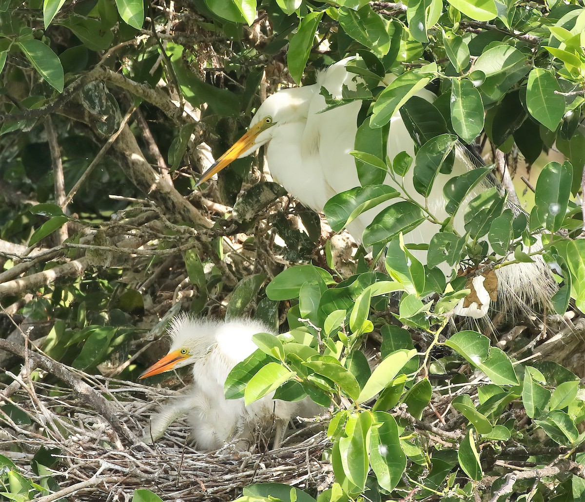 Great Egret - ML619950165