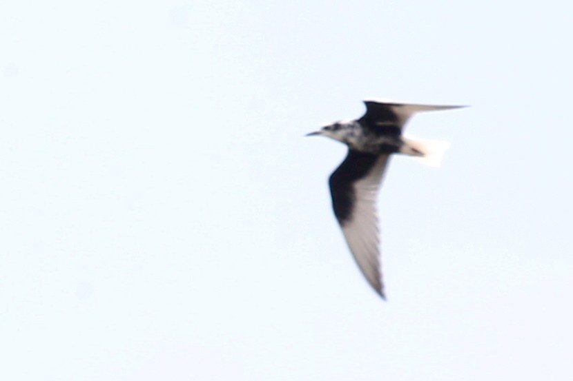 White-winged Tern - ML619950169