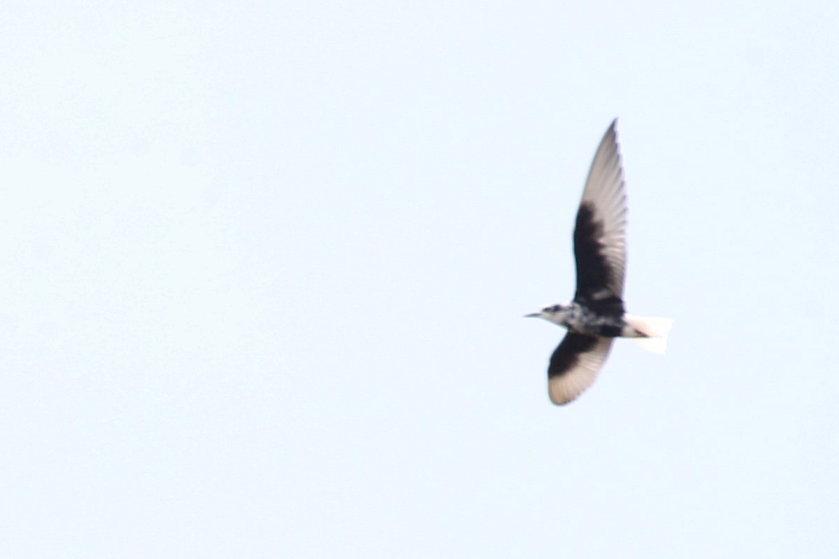 White-winged Tern - ML619950170