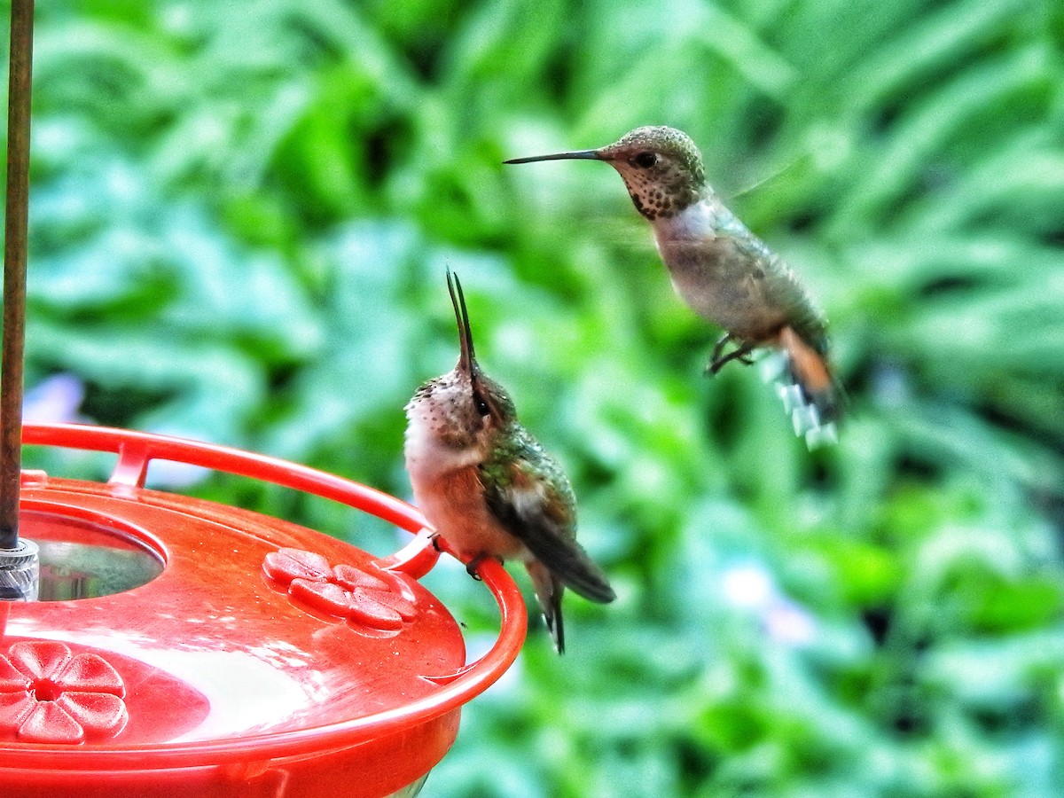 Rufous Hummingbird - ML619950175