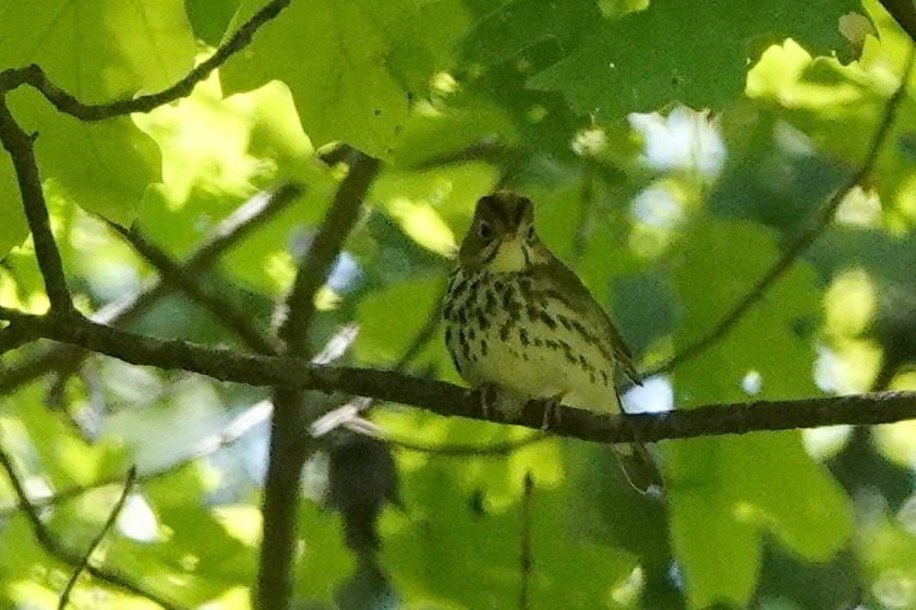 Ovenbird - ML619950182