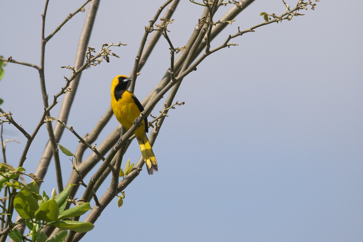 Yellow-tailed Oriole - ML619950183