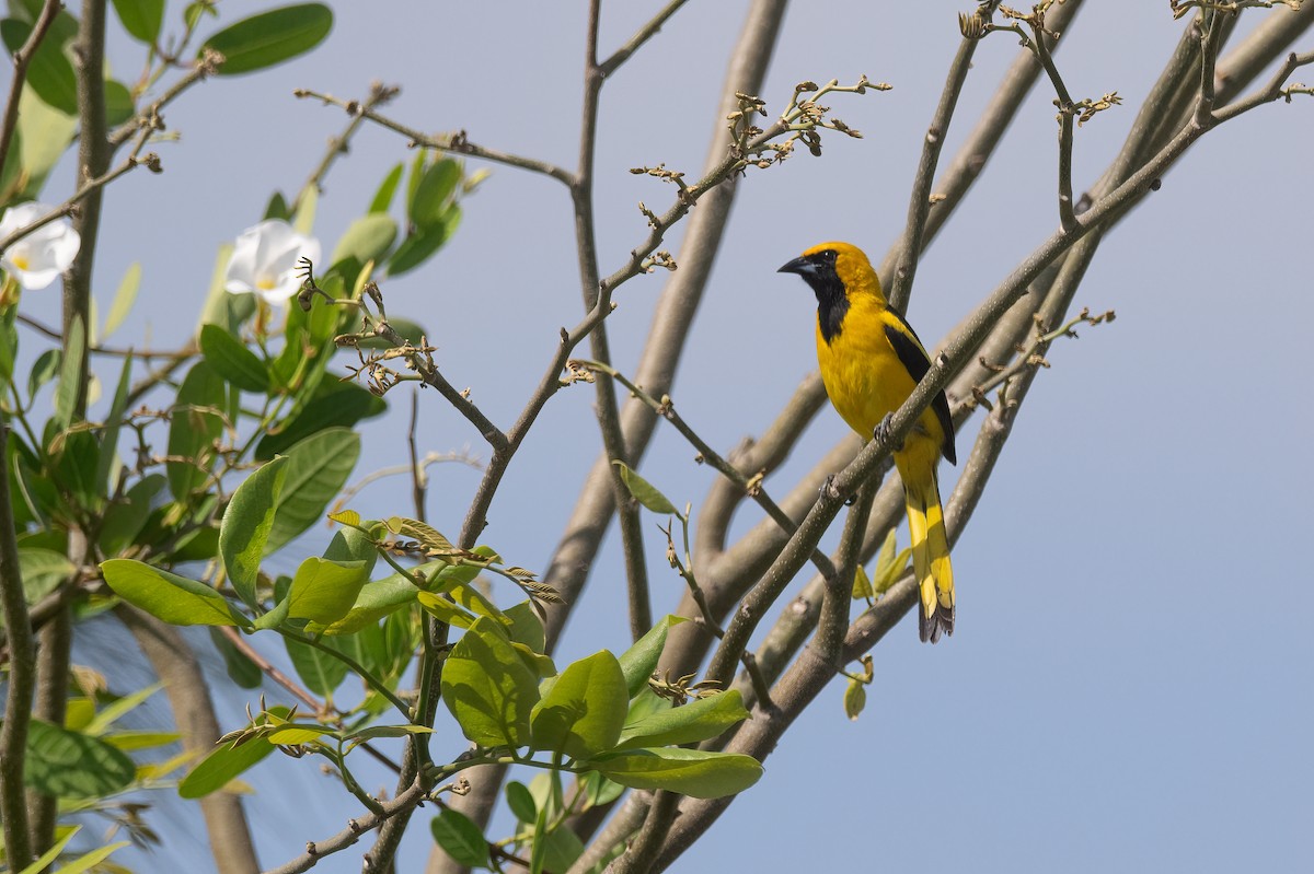 Yellow-tailed Oriole - ML619950184
