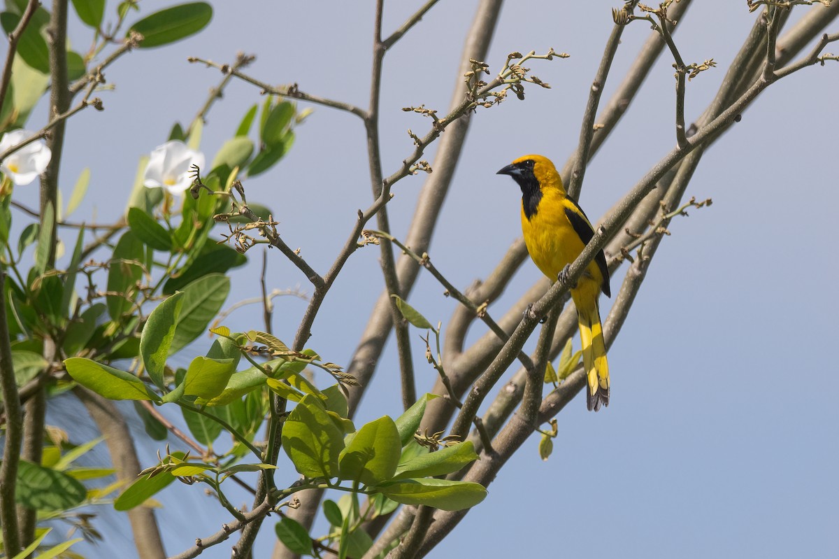 Oriole à queue jaune - ML619950184