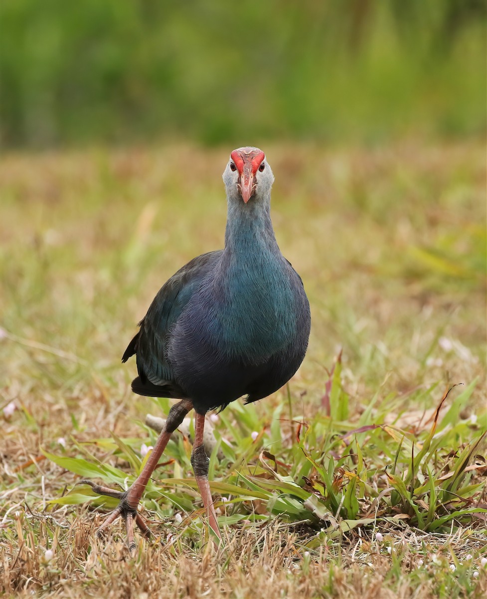 Gray-headed Swamphen - ML619950185