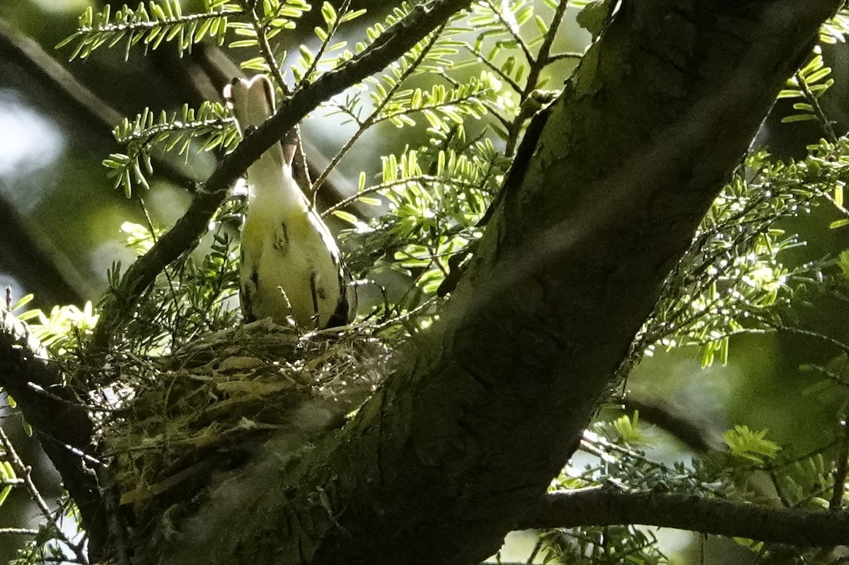 Black-throated Green Warbler - ML619950190