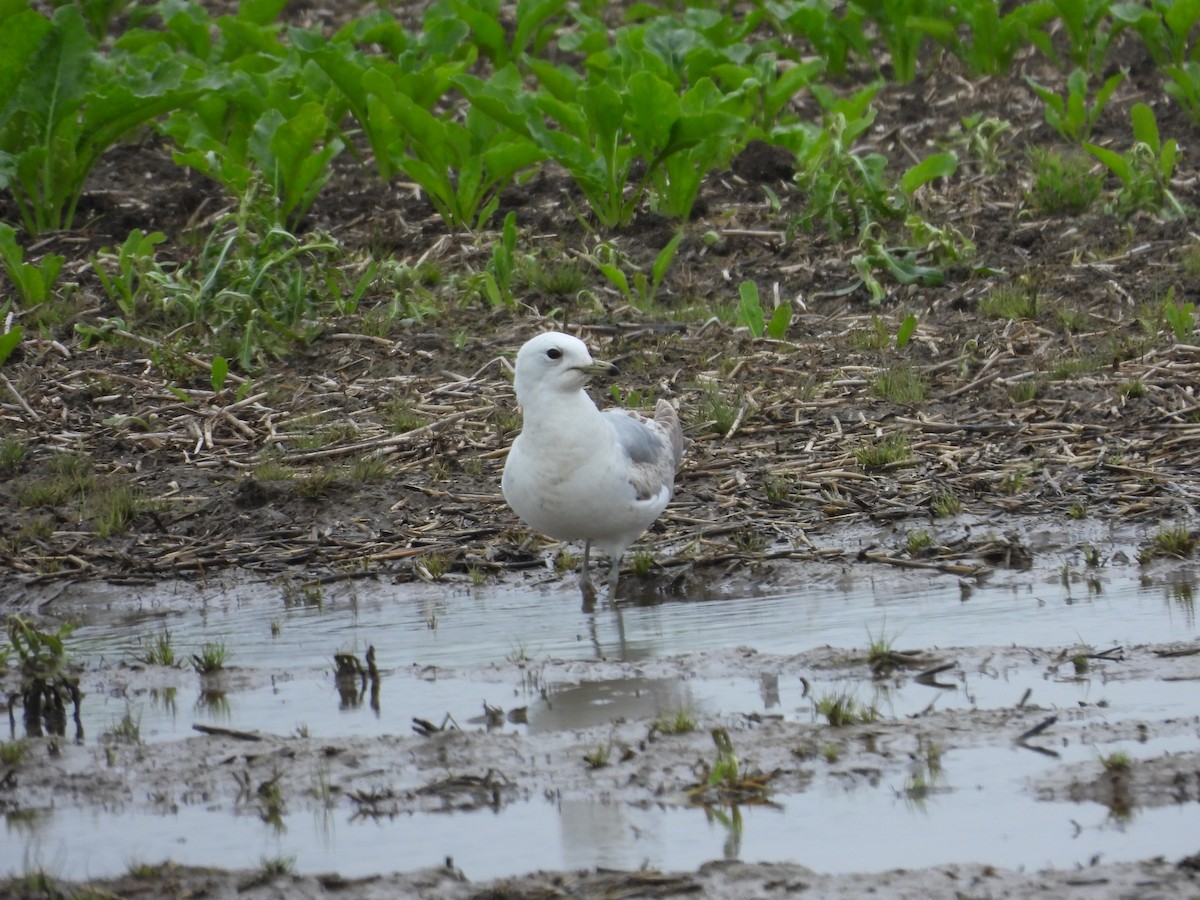 Common Gull - ML619950198