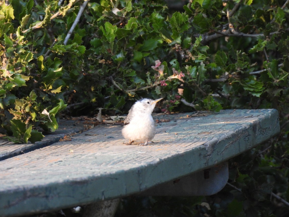 White-breasted Nuthatch - ML619950201