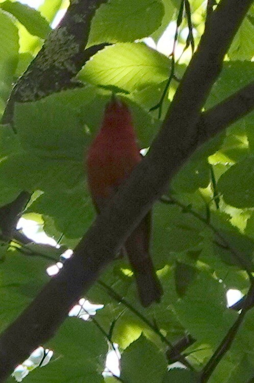 Scarlet Tanager - ML619950203