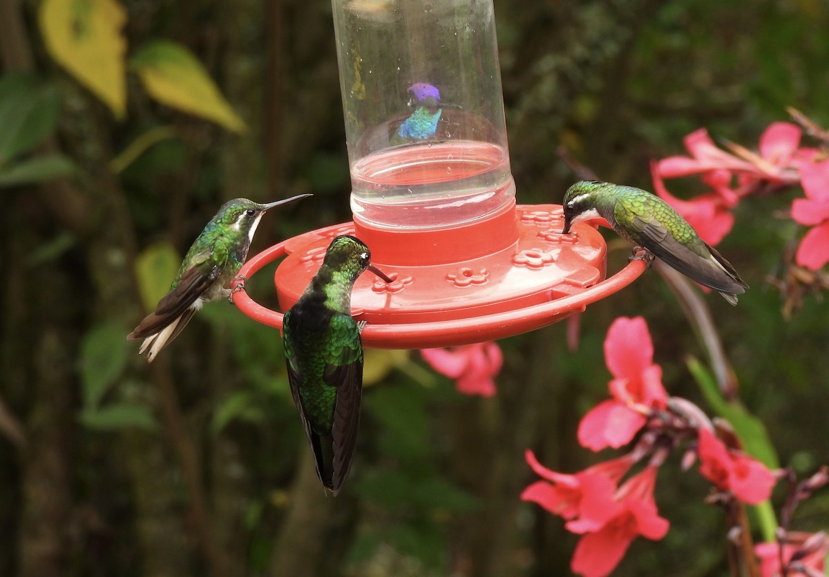 kolibřík subtropický - ML619950204