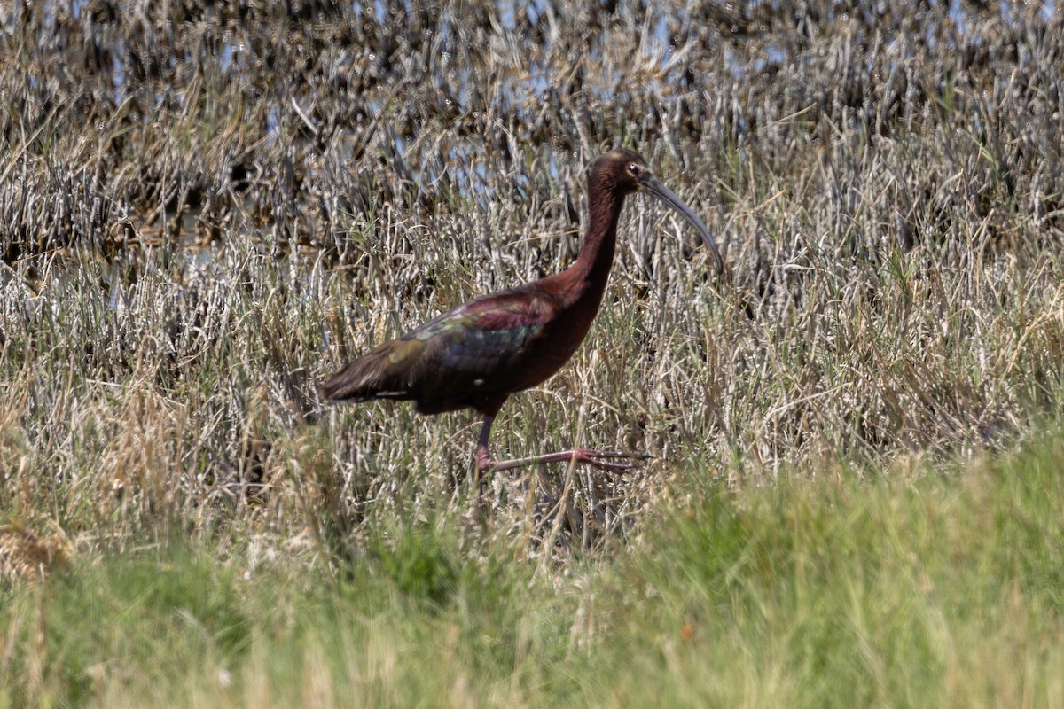ibis americký - ML619950216