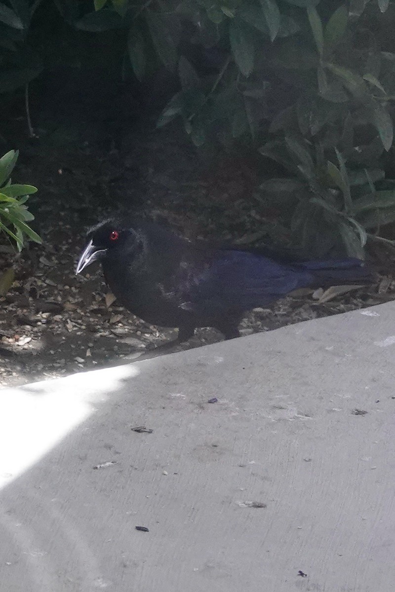 Bronzed Cowbird - ML619950219