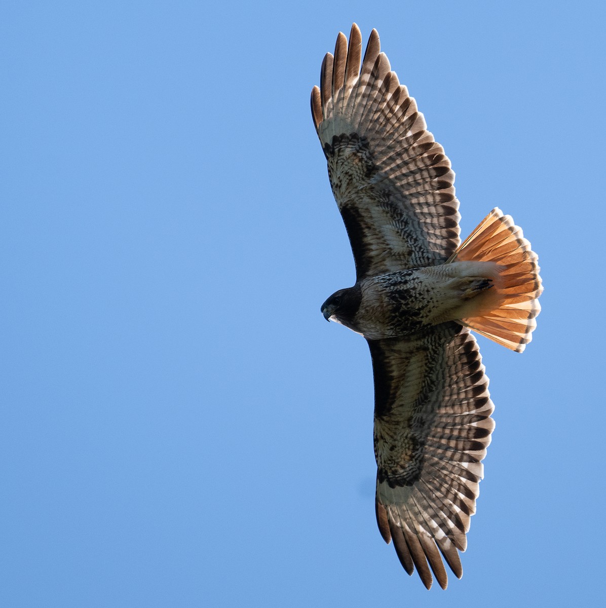 Red-tailed Hawk - ML619950223