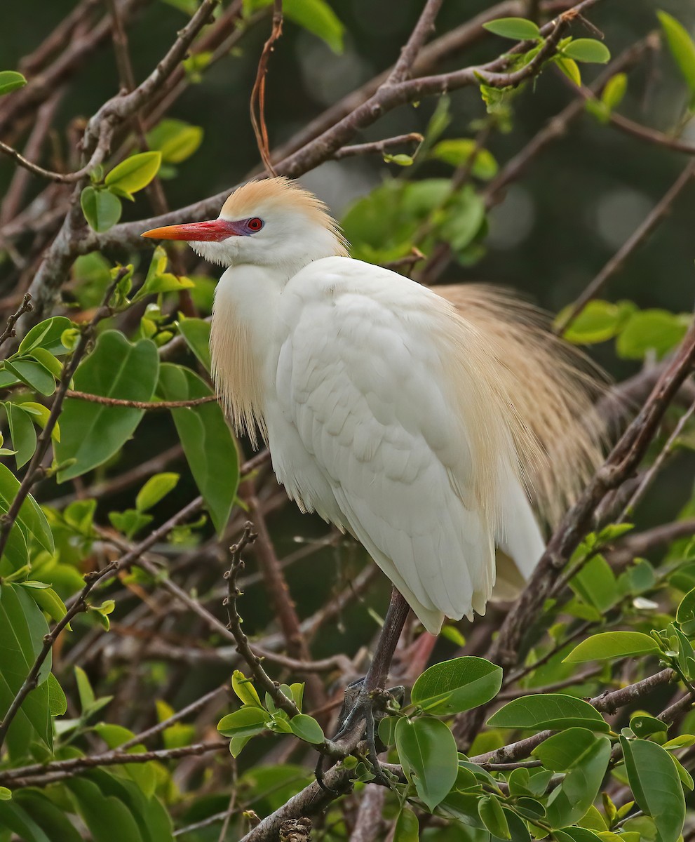 Western Cattle Egret - ML619950224