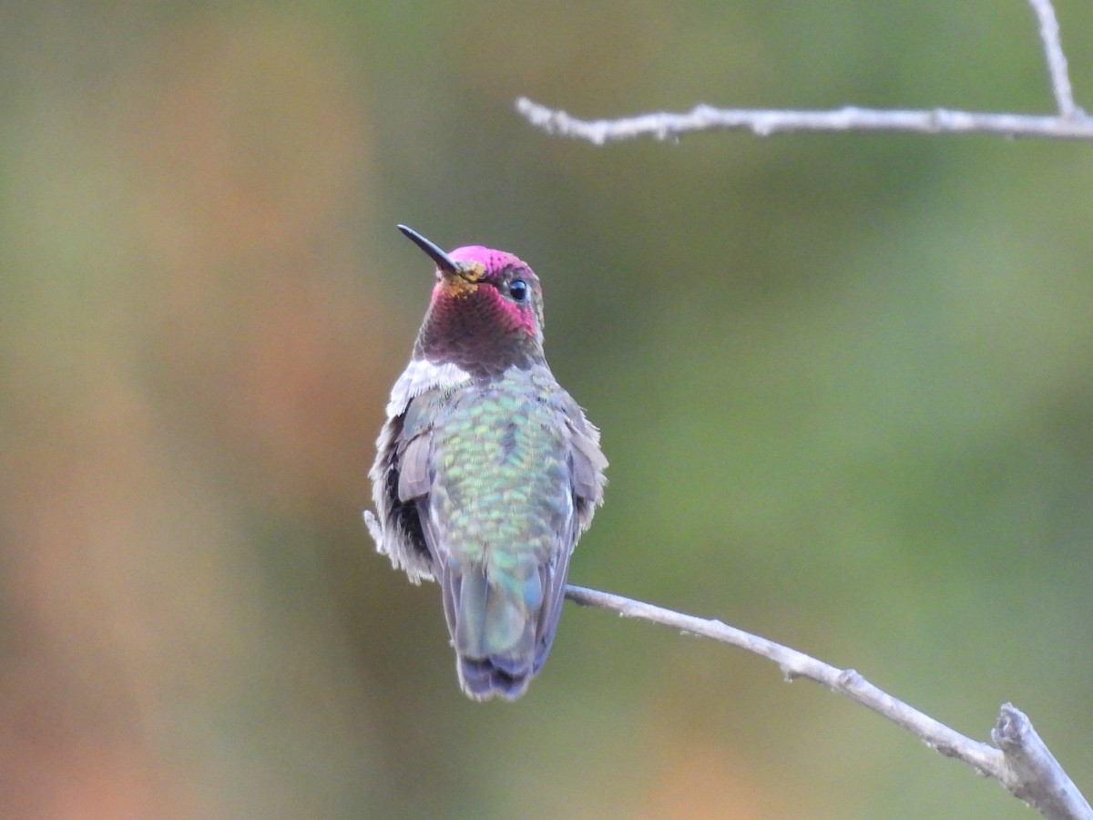 Anna's Hummingbird - ML619950226