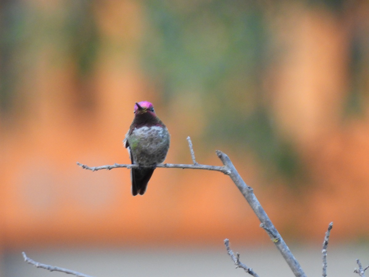 Anna's Hummingbird - ML619950227