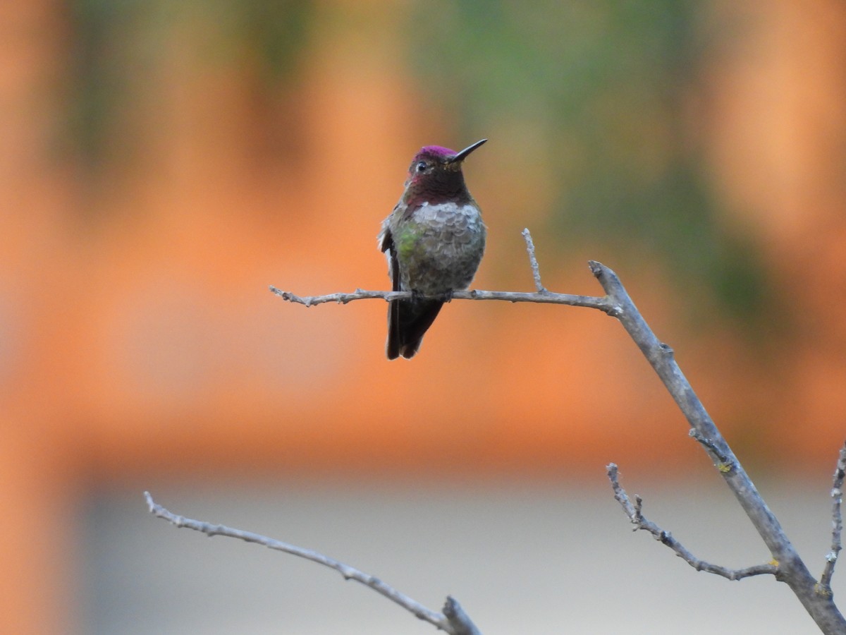 Anna's Hummingbird - ML619950228