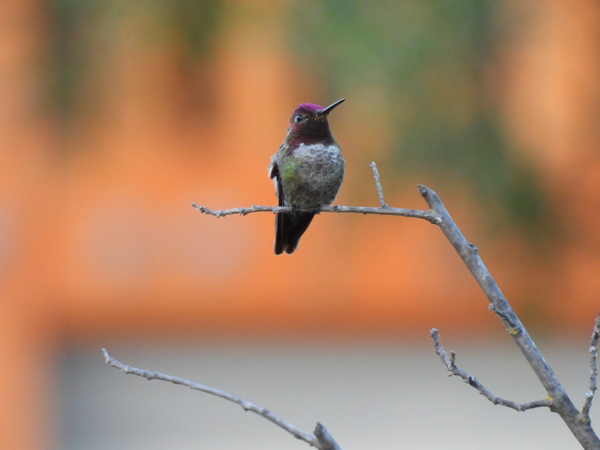 Colibrí de Anna - ML619950228