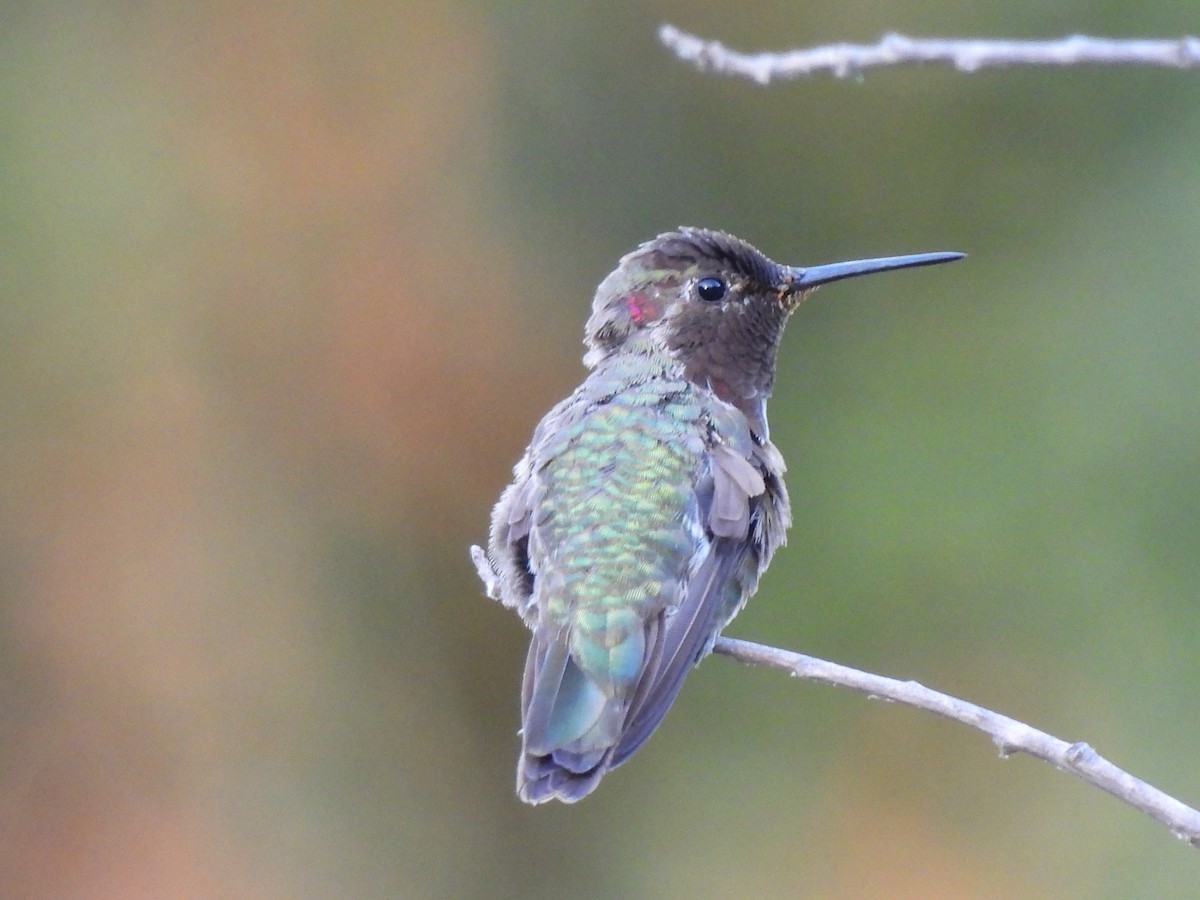 Colibrí de Anna - ML619950229