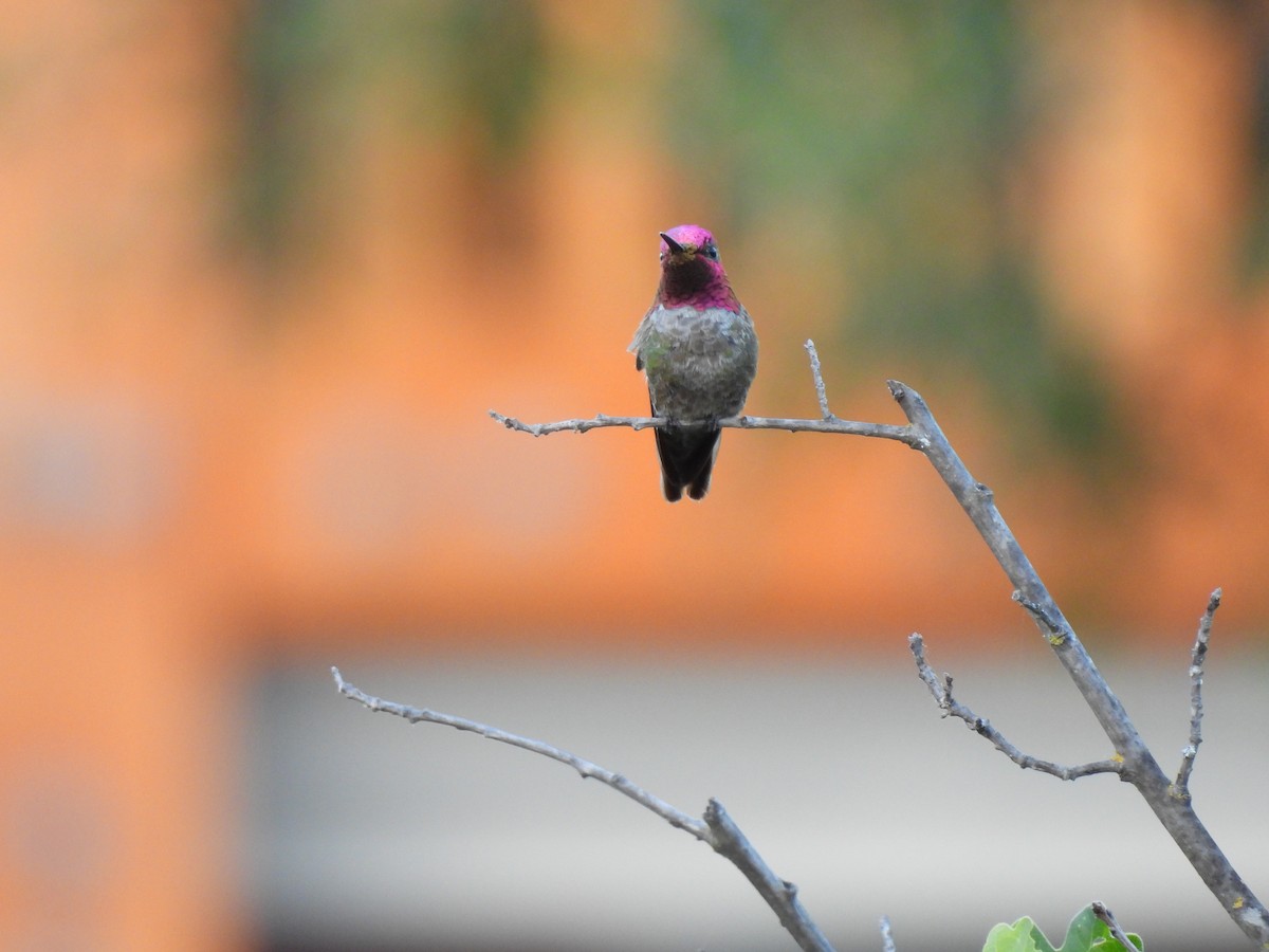 Anna's Hummingbird - ML619950230