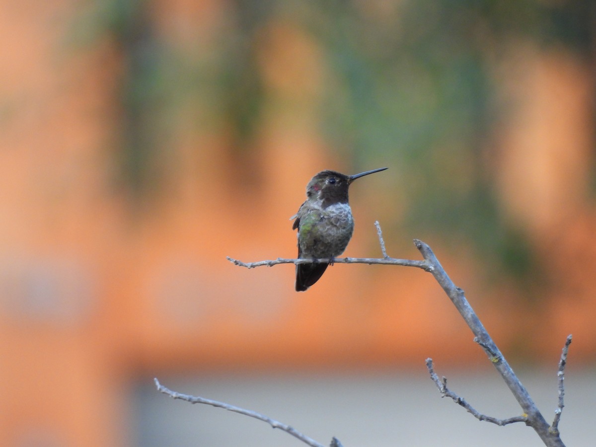 Anna's Hummingbird - ML619950231